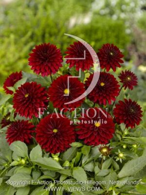 botanic stock photo Dahlia
