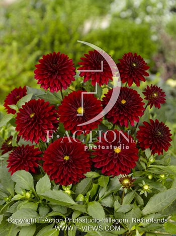 botanic stock photo Dahlia