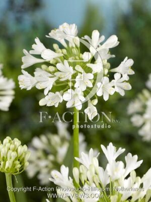 botanic stock photo Agapanthus