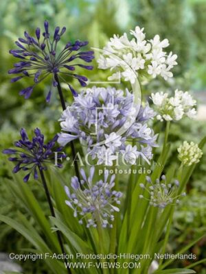 botanic stock photo Agapanthus