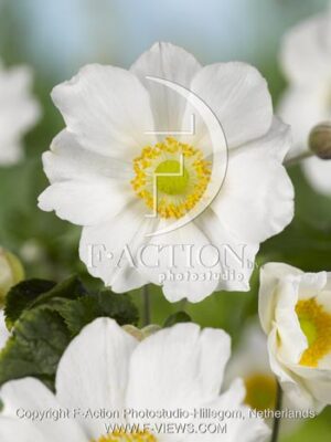 botanic stock photo Anemone