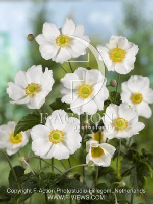 botanic stock photo Anemone