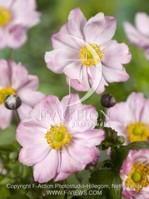 botanic stock photo Anemone