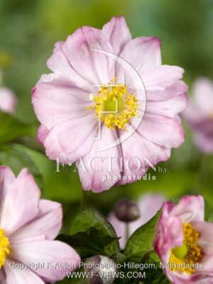 botanic stock photo Anemone