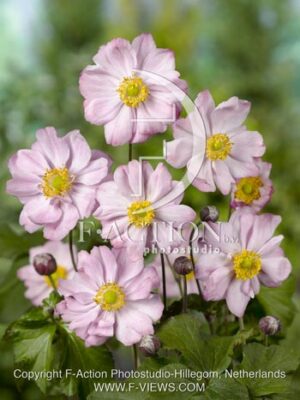 botanic stock photo Anemone