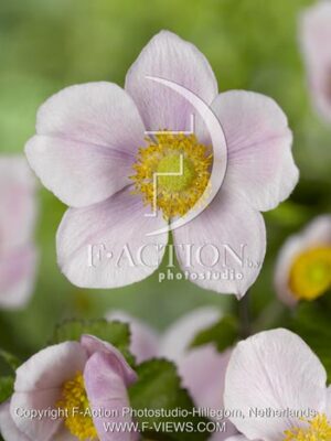 botanic stock photo Anemone