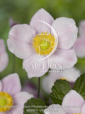 botanic stock photo Anemone