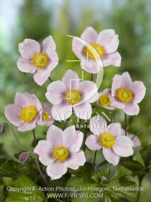 botanic stock photo Anemone