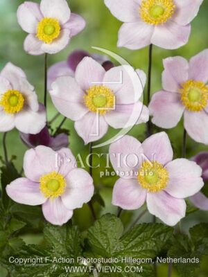 botanic stock photo Anemone