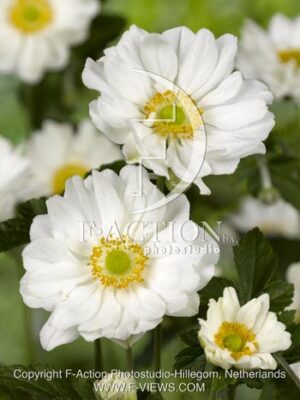botanic stock photo Anemone