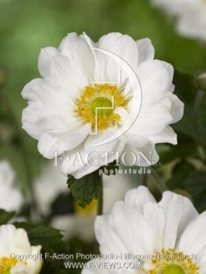 botanic stock photo Anemone
