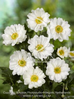 botanic stock photo Anemone
