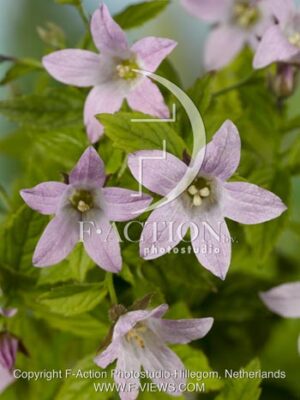 botanic stock photo Campanula