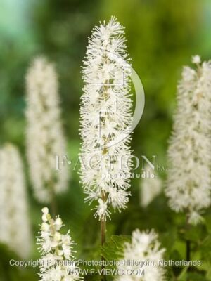 botanic stock photo Cimicifuga