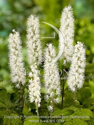 botanic stock photo Cimicifuga