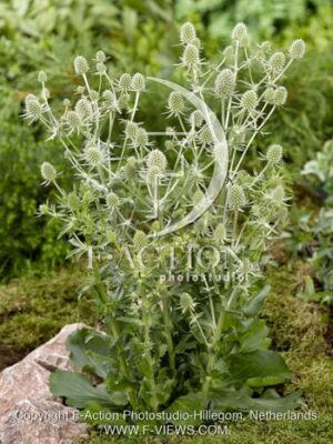 botanic stock photo Eryngium