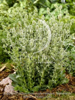 botanic stock photo Eryngium