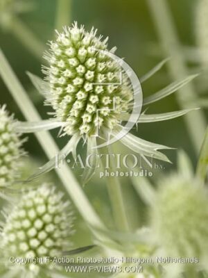 botanic stock photo Eryngium