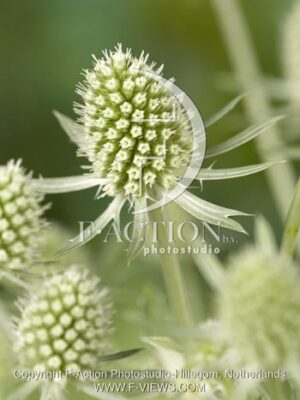 botanic stock photo Eryngium