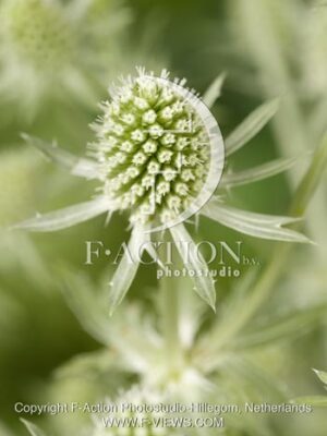 botanic stock photo Eryngium