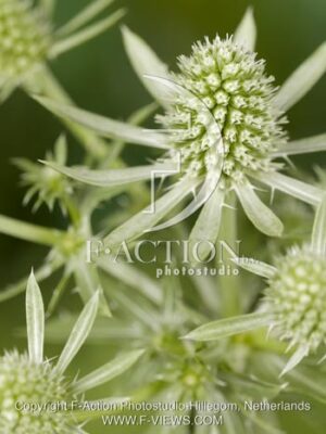 botanic stock photo Eryngium