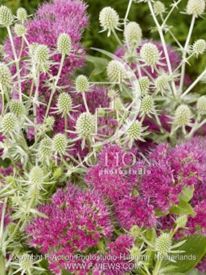botanic stock photo Mixed