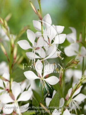 botanic stock photo Gaura