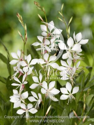 botanic stock photo Gaura