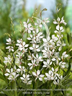 botanic stock photo Gaura