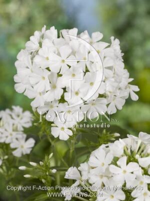 botanic stock photo Phlox