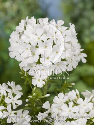 botanic stock photo Phlox