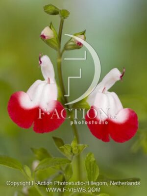 botanic stock photo Salvia