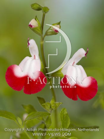 botanic stock photo Salvia