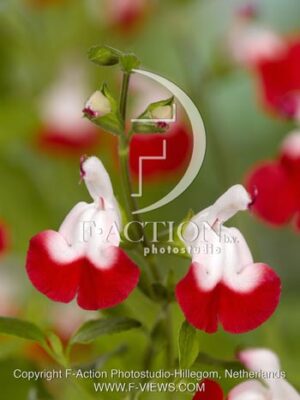 botanic stock photo Salvia