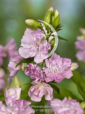 botanic stock photo Saponaria