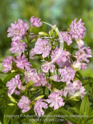 botanic stock photo Saponaria