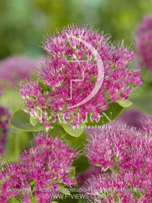 botanic stock photo Sedum