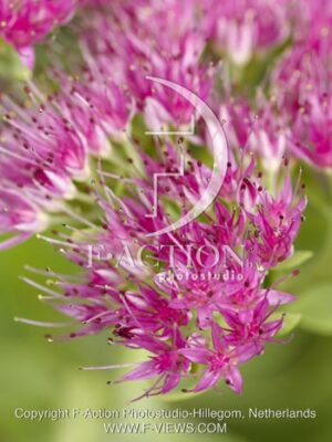 botanic stock photo Sedum