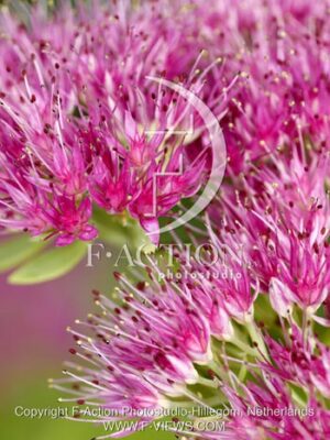 botanic stock photo Sedum