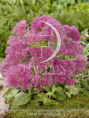 botanic stock photo Sedum