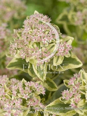 botanic stock photo Sedum