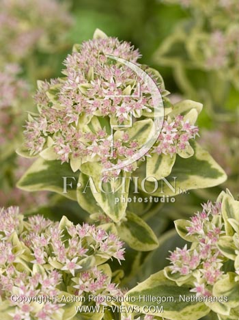 botanic stock photo Sedum
