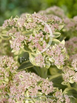 botanic stock photo Sedum