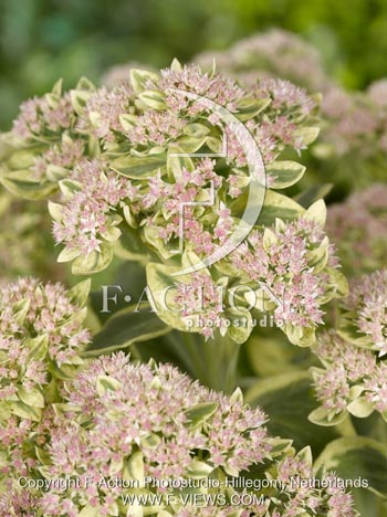 botanic stock photo Sedum