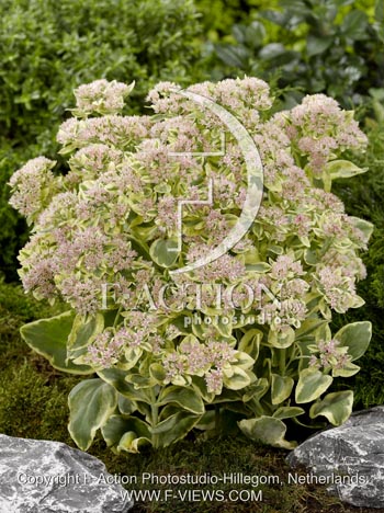 botanic stock photo Sedum