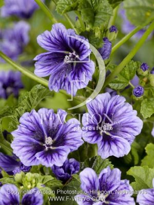 botanic stock photo Malva