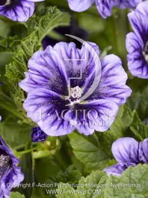 botanic stock photo Malva