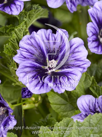 botanic stock photo Malva