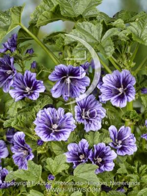 botanic stock photo Malva