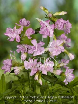 botanic stock photo Saponaria